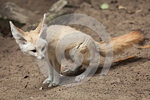 Fennec fox & x28;Vulpes zerda& x29;.