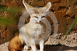 Fennec fox Vulpes zerda portrait
