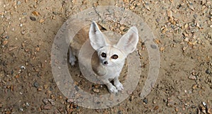 Fennec fox or vulpes zerda wild animal top view