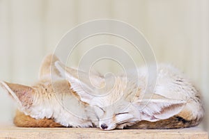 Fennec fox Vulpes zerda . Wildlife animal.