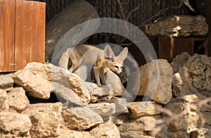 Fennec fox Vulpes zerda at Zoo. Israel