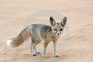 A Fennec Fox in the White Desert