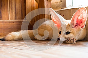 Fennec fox 1 year in puppy day isolate on background