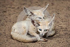 Fennec foxes Vulpes zerda.