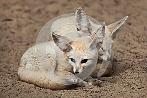 Fennec foxes & x28;Vulpes zerda& x29;.