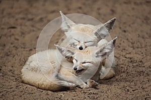 Fennec foxes Vulpes zerda.