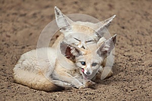 Fennec foxes Vulpes zerda.