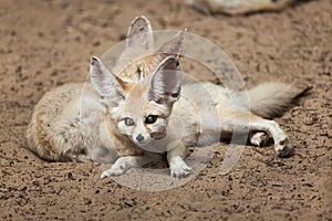 Fennec foxes Vulpes zerda.