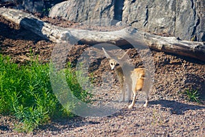 A Fennech fox with big ears in the sun. photo