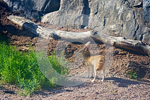 A Fennech fox with big ears in the sun. photo