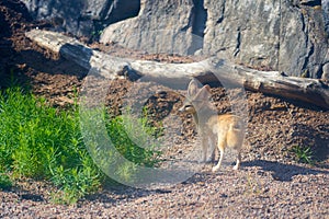 A Fennech fox with big ears in the sun. photo