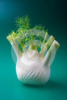 Fennel