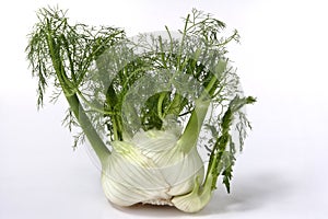 Fennel photo