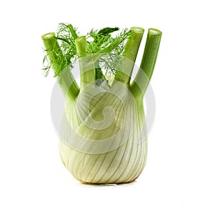 Fennel