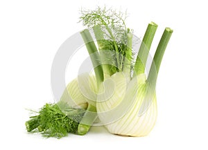 Fennel