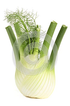 Fennel