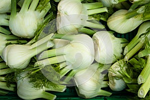 Fennel