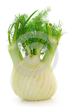 Fennel