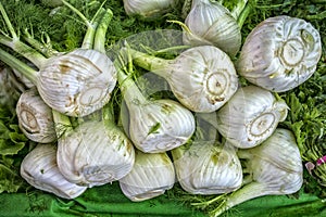 Fennel