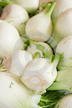 Fennel