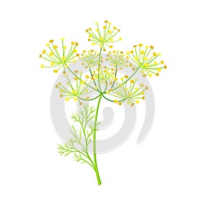 Fennel as Flowering Plant Specie with Yellow Flowers and Feathery Leaves Vector Illustration photo