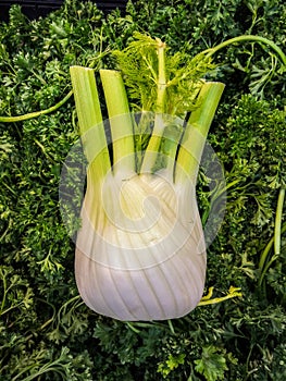 Fennel on a bed of curly parsley