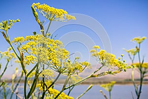 Fennel blooms on a blue sky background