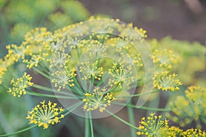 Fennel blossoms. Fennel flowers. Fennel seeds.