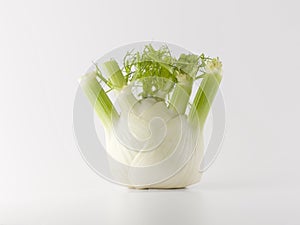 Fennel bulb isolated on white background