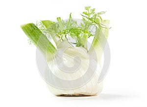 Fennel bulb, isolated on white background