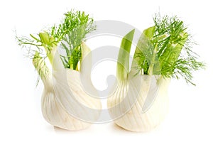 Fennel Bulb. Single fresh fennel bulb with leaves on white backg