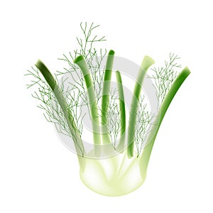 A Fennel Bulb on A White Background