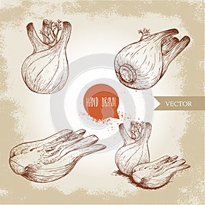 Fennel bulbs set. Hand drawn sketch style illustrations. Herbs, spices and condiments.