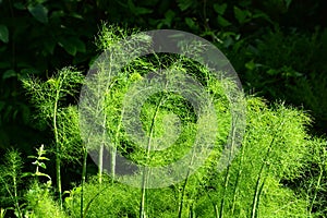 Fennel bush in nature