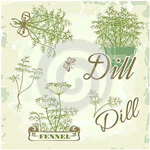 Fennel, dill, herb,