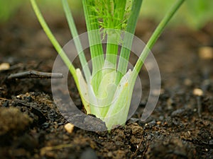 Fennel farm Foeniculum vulgare close-up bulb harvest stalks detail green bio leaves field, white stemmed fresh