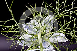 Fennel flower with feathery leaves on a dark background