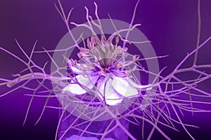 Fennel flower with feathery leaves in neon purple light