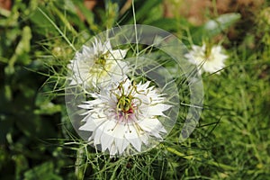 Fennel flower, spinster in the Green, Nigella damascena