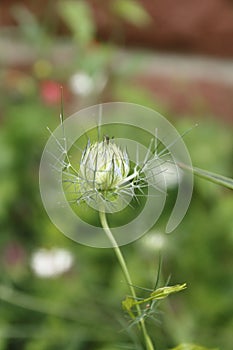 Fennel flower, spinster in the Green, Nigella damascena