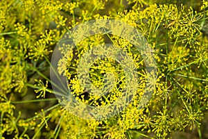 Fennel flowering in garden