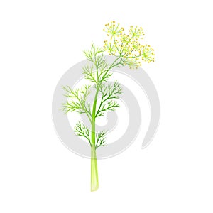 Fennel Flowering Plant with Yellow Flowers on Stem as Medical Herb Vector Illustration