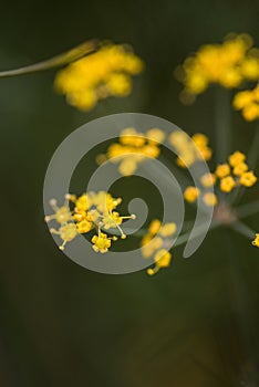 Fennel flowers