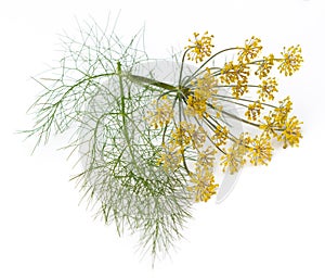 Fennel Flowers and Leaves