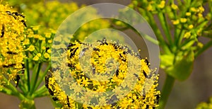 Fennel flowers with swarm of small flies