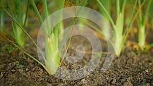 Fennel Foeniculum vulgare bulb harvest stalk green bio leaves field, stemmed fresh harvesting leaf stem grown, garden