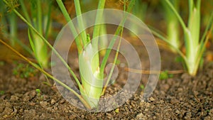 Fennel Foeniculum vulgare bulb harvest stalk green bio leaves field, stemmed fresh harvesting leaf stem grown, garden