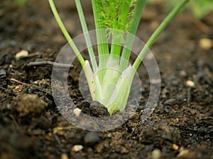 Fennel Foeniculum vulgare close-up bulb harvest stalks detail green bio leaves field, white stemmed fresh harvesting