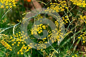 Fennel - Foeniculum Vulgare photo