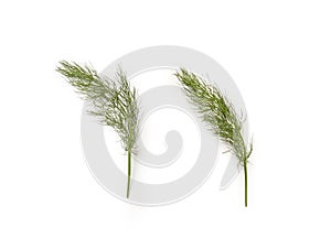 Fennel, Foeniculum vulgare, Finocchietto selvatico photo